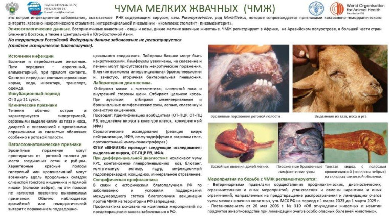 Чума мелких жвачных животных. Чума мелких жвачных животных.